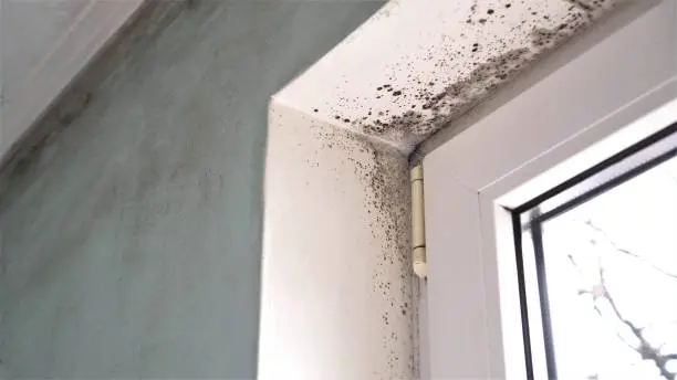 Los Angeles Mold Remediation